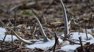 Slide+%231.+tag+d_j_lucas_22+ShedHuntingFeature.jpg