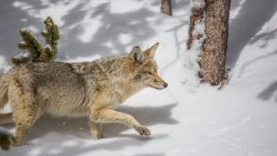 Coyote in the snow, hunting coyote concept.