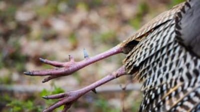 Close-up of turkey legs on the bird, Colorado spring turkey season concept.