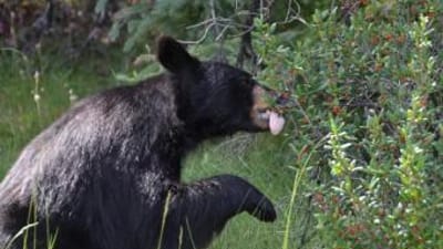 A black bear eats berries from a tree.