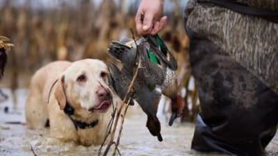 Hunting looks a the duck he retrieved in a hunter's hand, best duck hunting states concept.