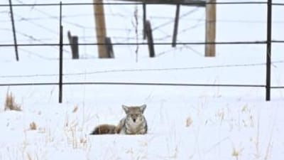 A coyote lays in the snow, wolf vs coyote concept.
