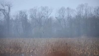 Wide wiew of a waterfowl habitat, when to plan millet for ducks concept.