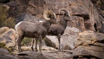 A male and female bighorn sheep on some rocks.