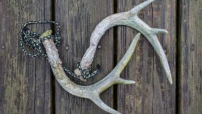 Rattling antlers on a table, types of deer calls concept.