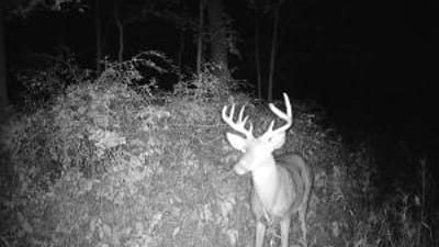 View from a wireless trail cam capturing a buck deer.