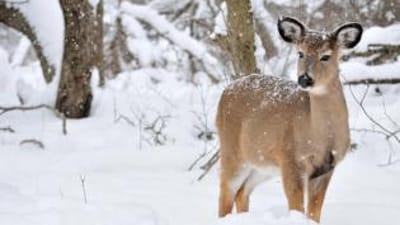 A button buck in the snow.