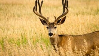 A buck deer in a field, hunt deer concept.