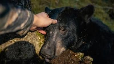 Close-up of a hunter's head on a bear's head after hunt, where to shoot a bear concept.