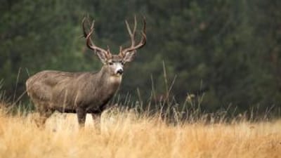 Buck mule deer stands in field, best states to hunt mule deer concept.
