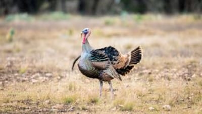 A Rio Grande turkey in a field.
