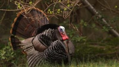 An Eastern turkey sitting underneath tree limbs, learning about the species concept.