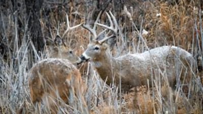 Two bucks in brush and light snow, post-rut deer hunting concept.