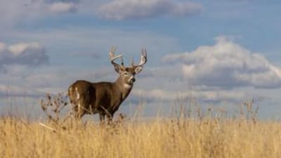 A whitetail buck in a field, deer season Wisconsin concept.