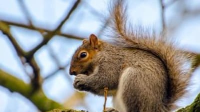 A squirrel sits on a tree limb, best time to hunt squirrels concept.