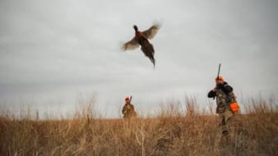 Hunters in field aim at pheasant in flight, how to hunt pheasant concept.
