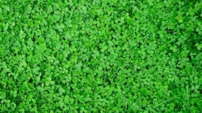 Clover in a field, clover deer food plots concept.