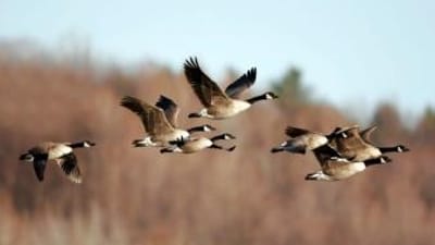 Flock of geese in flight, waterfowl migration concept.