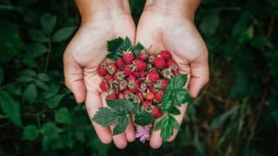 Close-up of hands holding berries, hunting and foraging concept.
