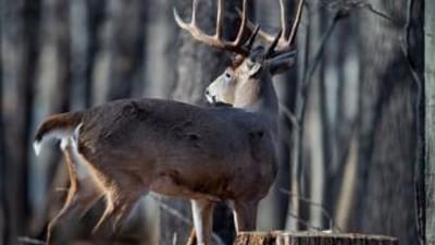 Side view of a whitetail buck, Virginia deer season 2025 concept.