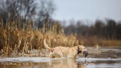 Dog carries waterfowl in water, public waterfowl hunting land in Oklahoma concept.