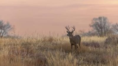 A whitetail buck in a field of tall grass, Ohio deer season concept.