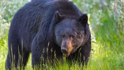 A large bear in a green field, best states for spring bear hunts concept.