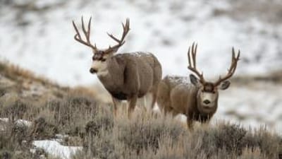 Two mule deer on a hill in the snow, plan a guided mule deer hunt concept.