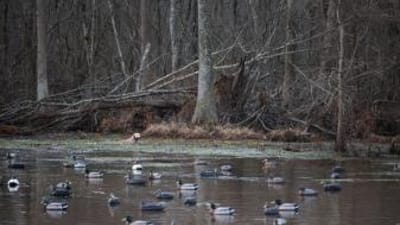 Dog in the water near duck decoys, find public duck hunting land concept.