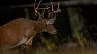 Running buck shedding velvet, pre rut hunting tips concept.