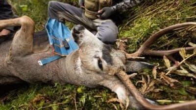 Hunter with knives and deer on ground to field dress, know deer anatomy concept.