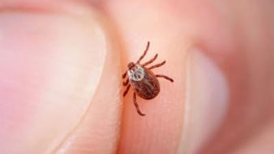 A tick held between two fingers, how to combat ticks when hunting concept.