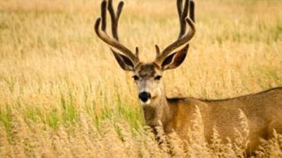 A mule deer in a field, mule deer vs whitetail concept.