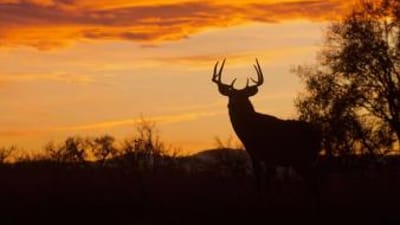A buck deer silhouette, using grunt calls to lure deer concept.
