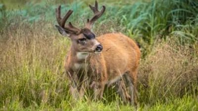 A black tailed deer in the brush.