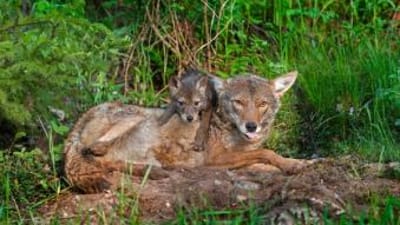 Coyote with pup in the brush, how to find coyotes concept.