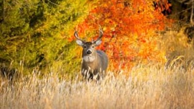 A buck deer in tall grass in front of trees with changing leaves, Arkansas deer season concept.