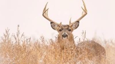 Deer buck looking over brush with dusting of snow, November deer hunting concept.