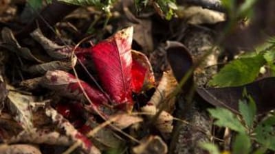 Spots of blood on a leaf showing a blood trail for deer tracking.