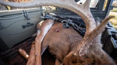 Buck deer in back of ATV showing the shot, deer shot placement concept.