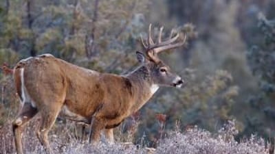Buck deer stands broadside in a field, how far will a buck travel during rut concept.