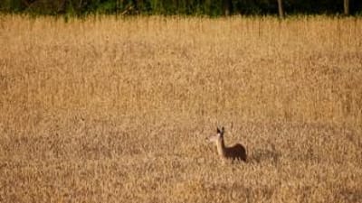 A doe in a corn field, learn deer bleats concept.