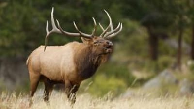 Large bull elk bugles in field, what is an elk bugle concept.