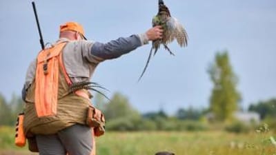Hunter in blaze orange with pheasant in hand during hunt, pheasant hunting Ohio concept.