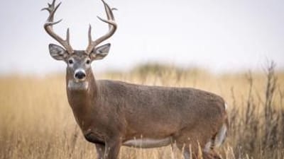 Buck deer with large antler rack, how to age a buck concept.