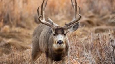 Mule deer buck in tall brush.