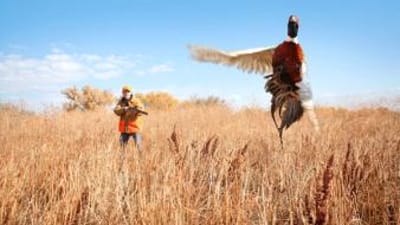 A hunter aims at a pheasant flushed out of the brush.