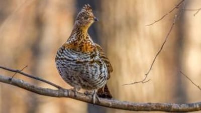 Grouse bird perched on tree limb, how to hunt grouse concept.
