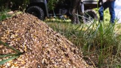 Deer feed on the ground, what to put in a deer feeder concept.