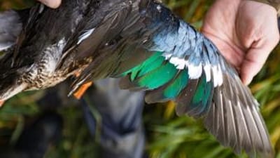 Close-up of a hunter holding a duck wing, waterfowl hunting concept.